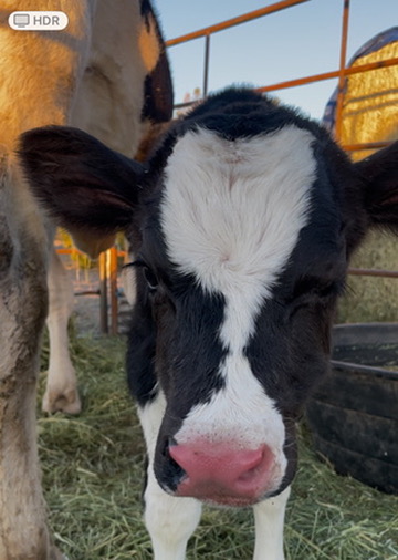 Meet the herd