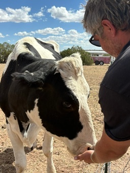 Hands-on cattle care at West End Ranch