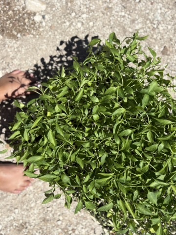 Harvested by hand