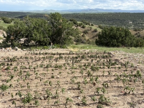 Pepper plants growing in the hilltop garden at West End Ranch