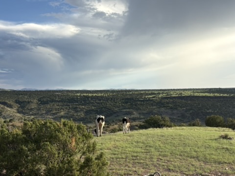 A green hilltop overlooking the open landscape at West End Ranch